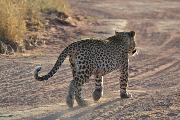 Обои Namibia, Африка, леопард