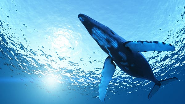 Обои море, блики, megaptera novaeangliae, горбатый кит