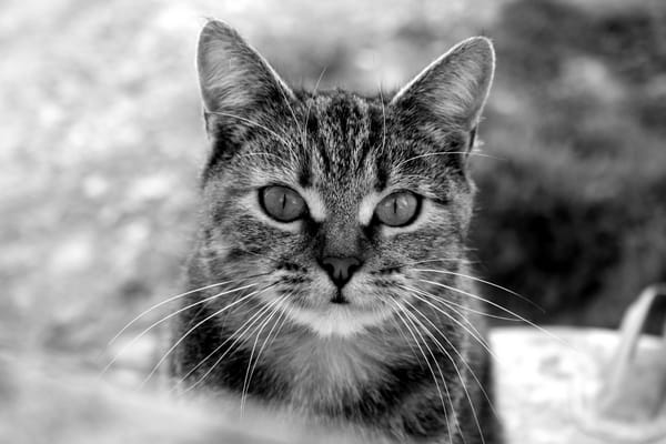 Обои Котяра, усы, морда, черно-белое