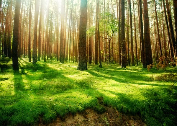 Обои лес, Beautiful wood, природа, высоченные, деревья, старинный