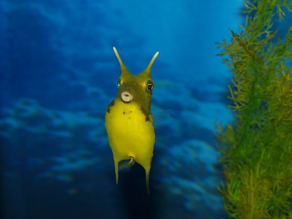 Обои море, кузовок, рога