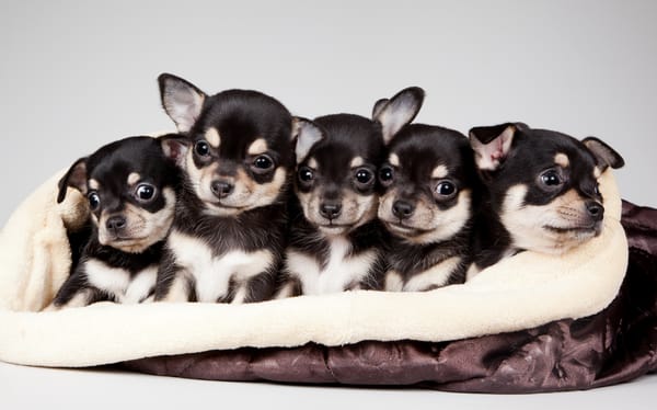 Обои national puppy day, 2015, celebrity pet and home life style