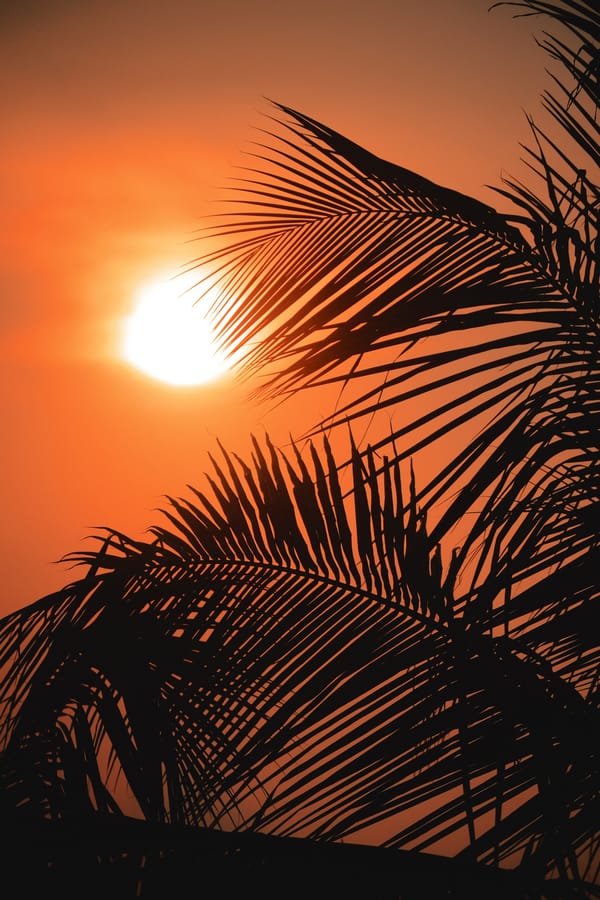 Фон для телефона: пальмы, солнце, закат