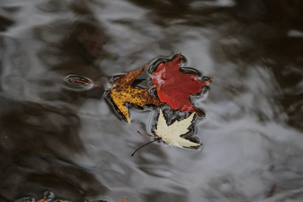 Обои кленовые листья, осень, вода