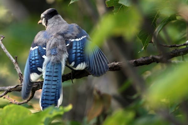 Обои голубая сойка, cyanocitta cristata, птица