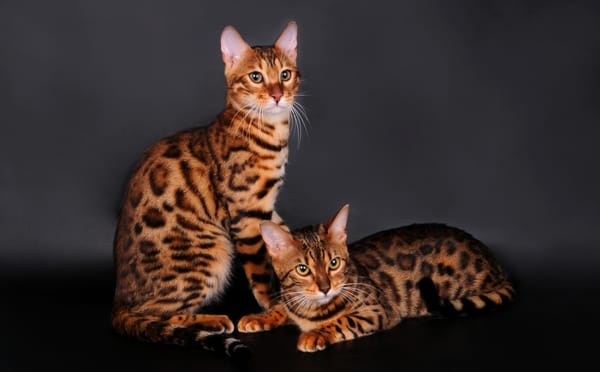 Обои бенгальская кошка, кот, пара