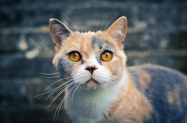 Обои британская короткошёрстная, кот, взгляд