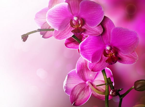 Обои Orchid, tenderness, phalaenopsis, цветы, flowers, beauty, petals, орхидея, pink