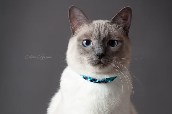 Обои глаза, кошка, серый фон, тайская кошка, кот, Тайский кот