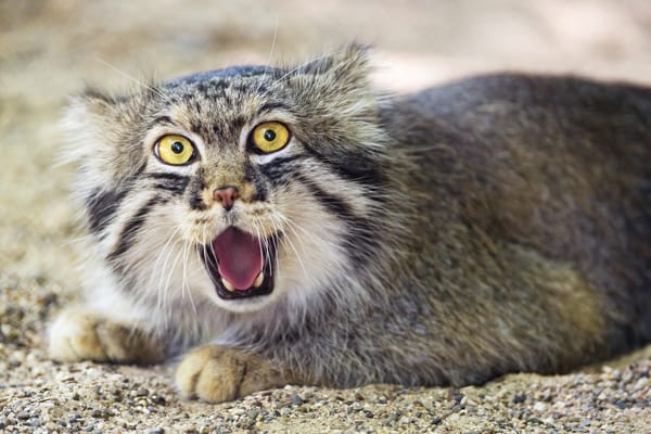 Обои кошка, Манул, ctambako the jaguar