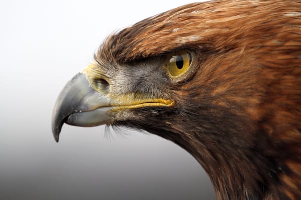 Обои хищник, птица, Golden eagle, голова, золотой орел, клюв