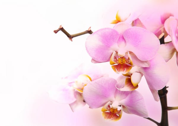 Обои Orchid, орхидея, phalaenopsis, petals, branch, beauty, цветы, tenderness, flowers, pink