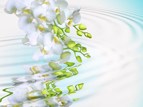 Обои beauty, мacro, phalaenopsis, branch, splash, tenderness, petals, flowers, white, Orchid, water