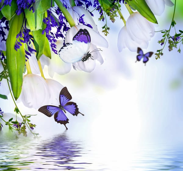 Обои butterflies, весна, purple, reflection, flowers, water, tulips, Spring, blossom