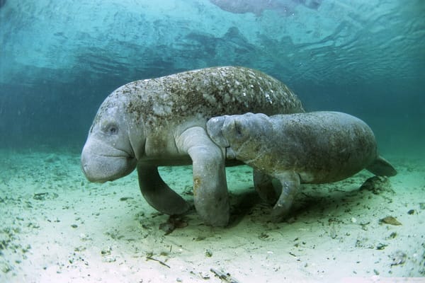 Обои mood, baby, marine animal, happyness, child, calm, Dugong, peaceful, underwater