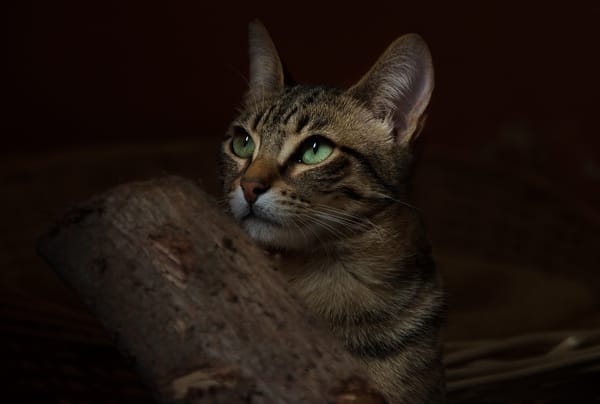 Обои кот, зеленые глаза, кошка, животное