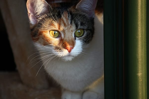 Обои взгляд, кот, кошка, домашнее животное