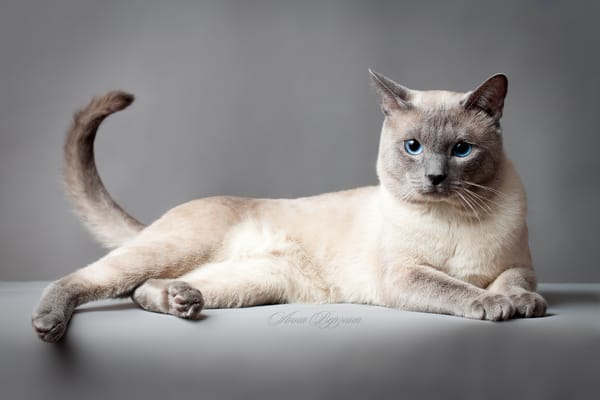 Обои кот, тайская кошка, тайский кот, глаза, серый, кошка