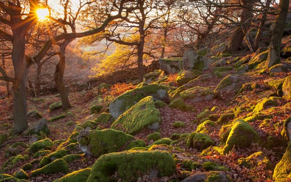Обои деревья, лучи, мох, пик-дистрикт, forest, rocks, england, peak district national park, light, лес, peak district, англия, ветки, национальный парк пик-дистрикт, камни