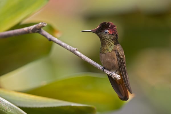 Обои птица, рубиновый колибри, chrysolampis mosquitus, колибри