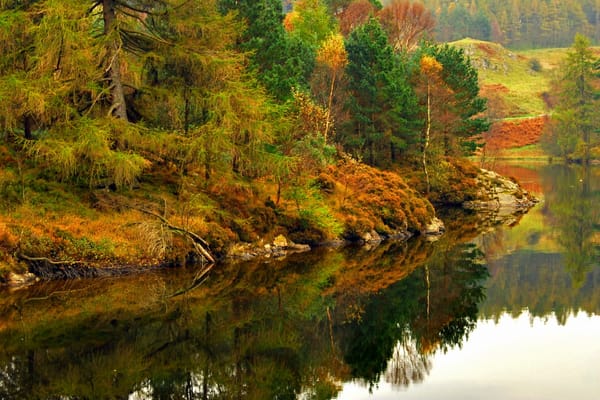 Обои лес, осень, лейк-дистрикт, england, озеро, озерный край, lake district, англия, cumbria