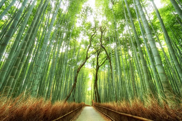 Обои japan, бамбуковый лес, bamboo forest