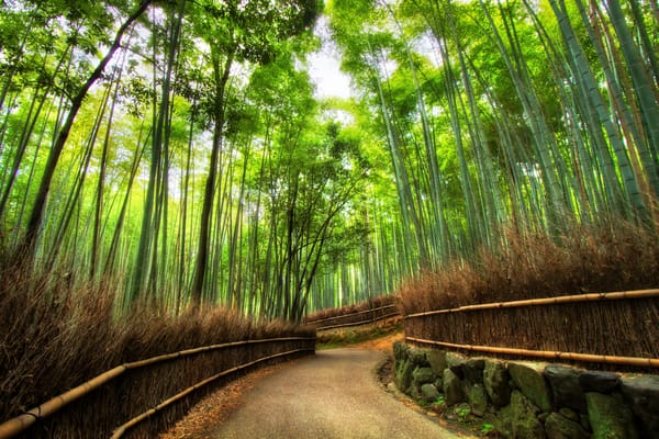 Обои japan, bamboo forest, бамбуковый лес