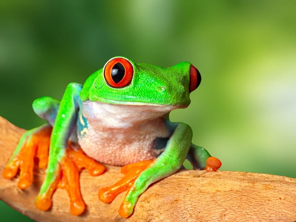 Обои животные, зеленый, лягушка, глаза