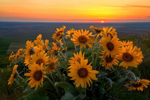 Обои цветы, steptoe butte state park, balsamorhiza sagittata, вашингтон, май, вечер, Весна, штат, сша