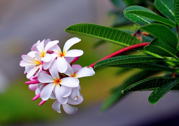 Обои macro, inflorescence, plumeria