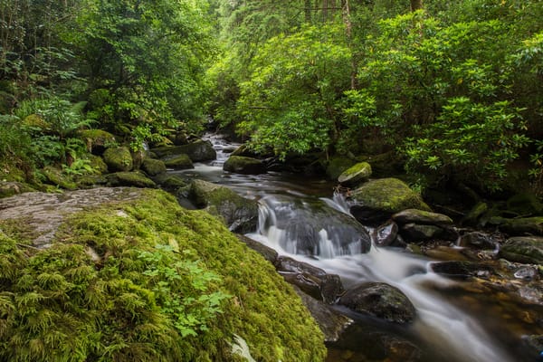 Обои природа, owengarriff river, камнидеревья, ireland, лес, река, killarney national park