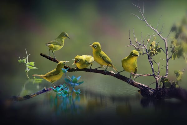 Обои природа, вода, птицы мира, листья, ветка, белый глаз, белоглазка, птички