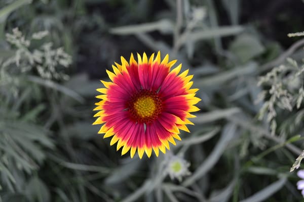 Обои цветок, желто-красный, my photo
