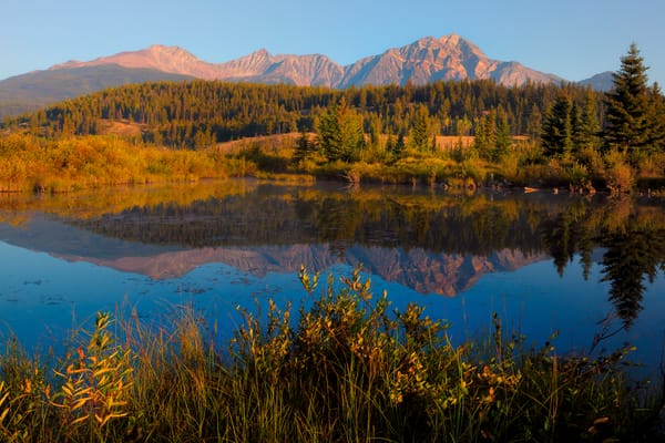 Обои canada, alberta, morning dew - cottonwood slough, jasper national park