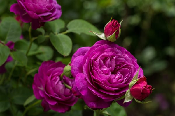 Обои розы, бутоны, heidi klum rose, роза хайди клум