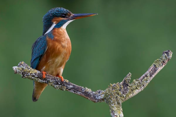 Обои ветка, зимородок, kingfisher