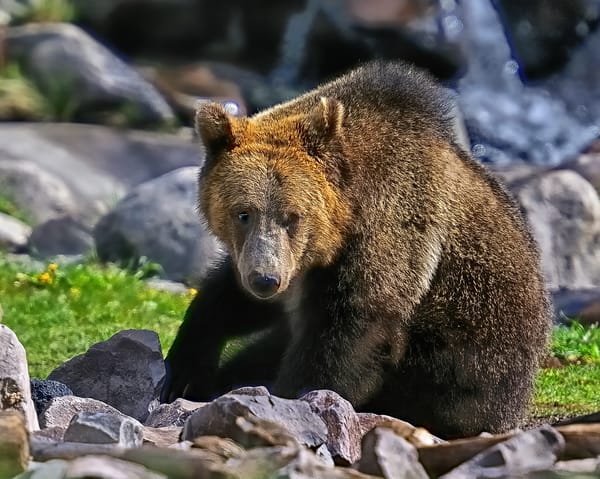 Обои bear, moving along, grizzly