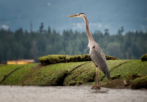 Обои canada, цапля, vancouver, british columbia, standing tall, kitsilano
