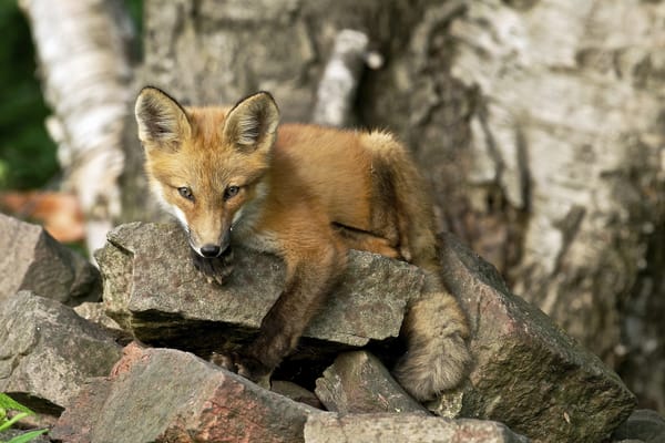 Обои ontario, red fox kit, sault ste marie