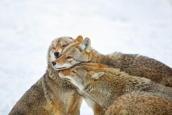 Обои canada, quebec, montebello, coyote hug, койоты