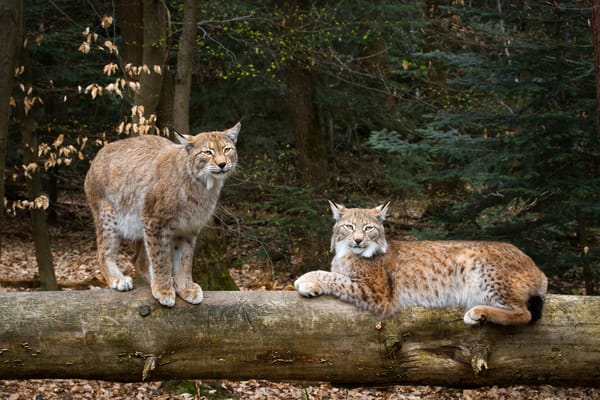 Обои germany, baden-wurttemberg, рыси, stadtkreis pforzheim, lynxes