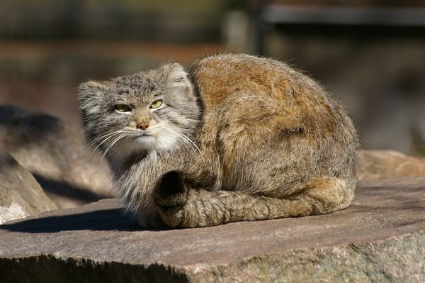 Обои sweden, pallass cat, manul, parken zoo eskilstuna