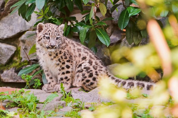 Обои камни, снежный барс, snow leopard, котенок, листва, ирбис
