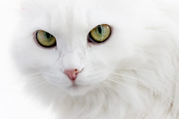 Обои пушистый, ангорский кот, белый кот