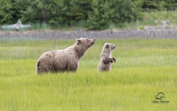 Обои луг, аляска, медвежонок, alaska, детёныш, медведи, lake clark national park, медведица
