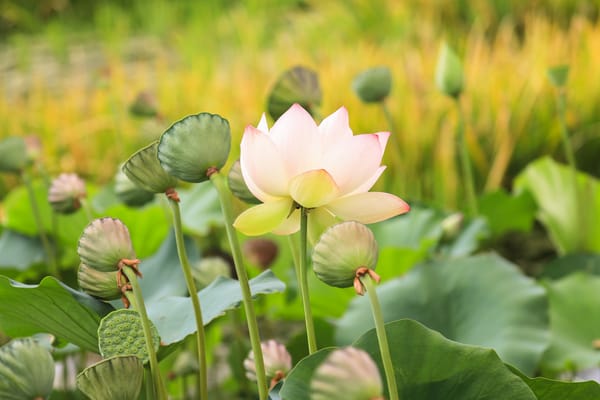 Обои Lotus, лотосы, цветок, цветы, водоём, красивые цветы, флора, водяная красавица, лотос, красивый цветок