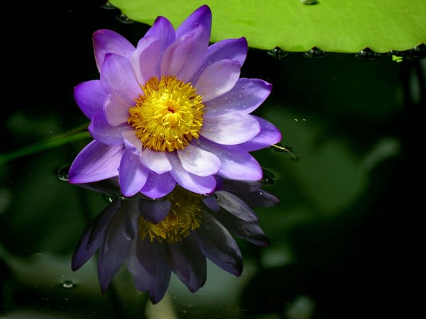 Обои Water Lilies, красивый цветок, водяная красавица, цветок, красивые цветы, цветы, флора, водоём, водяные лилии, водяная лилия
