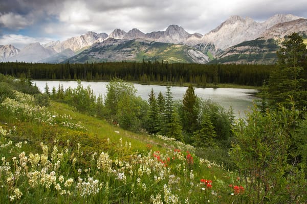 Обои Wildflowers at Peter Lougheed Provincial Park, AB, Canada, Kananaskis