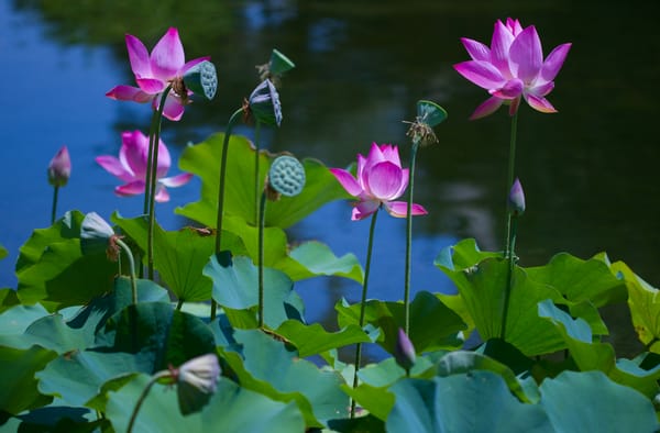 Обои Lotus, водоём, лотос, лотосы, флора, красивые цветы, красивый цветок, цветок, водяная красавица, цветы