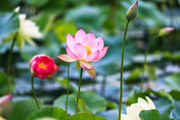 Обои Lotus, водяная красавица, красивые цветы, водоём, цветок, лотос, красивый цветок, цветы, флора, лотосы